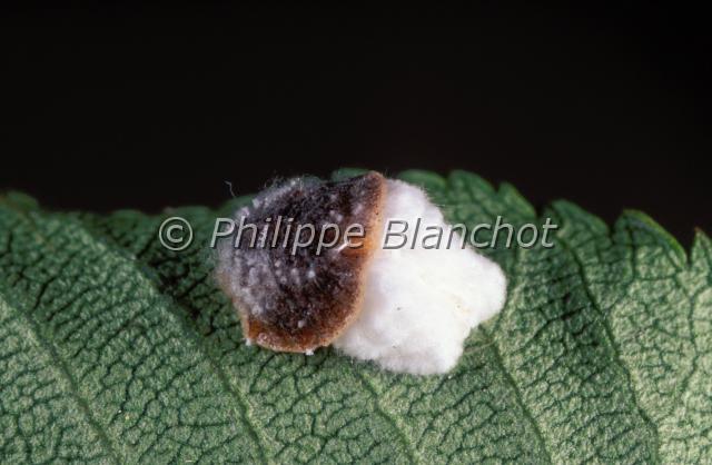 icerya purchasi.JPG - Icerya purchasiCochenille sur feuille de cerisier Hemiptera, HomopteraFrance